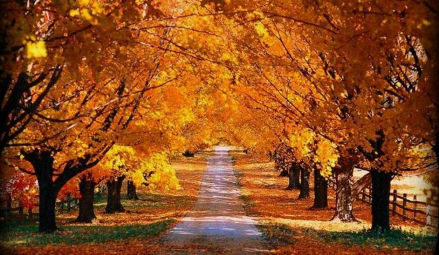 Bir Umut, Yeni Gri Yol