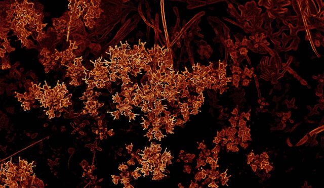 Bir sihir var, bak gör...