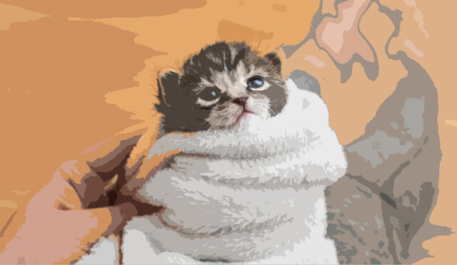 Öykü: Mucize Hayat