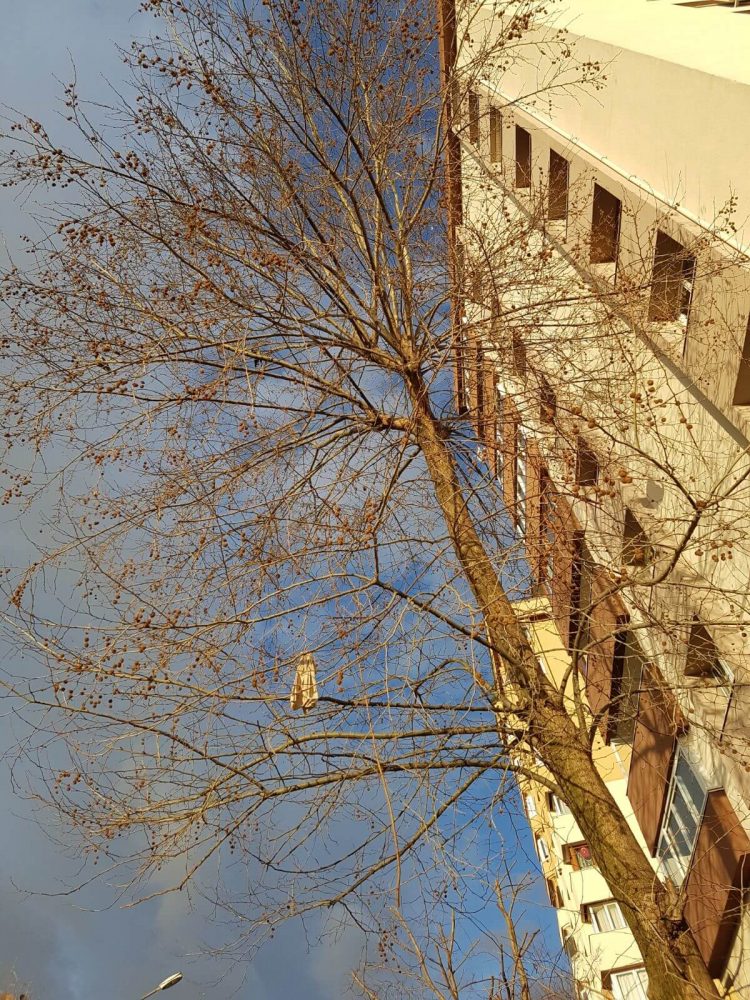 Yaşam