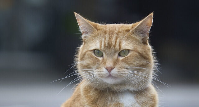 Sahiplenilmiş Bir Kedinin Hatıra Defterinden