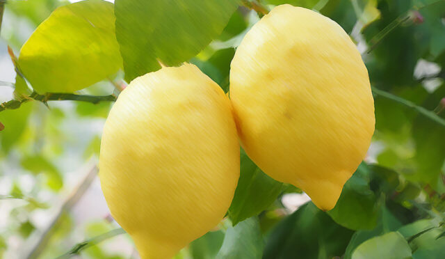 Şiir: Bulutlar ve Limonlar