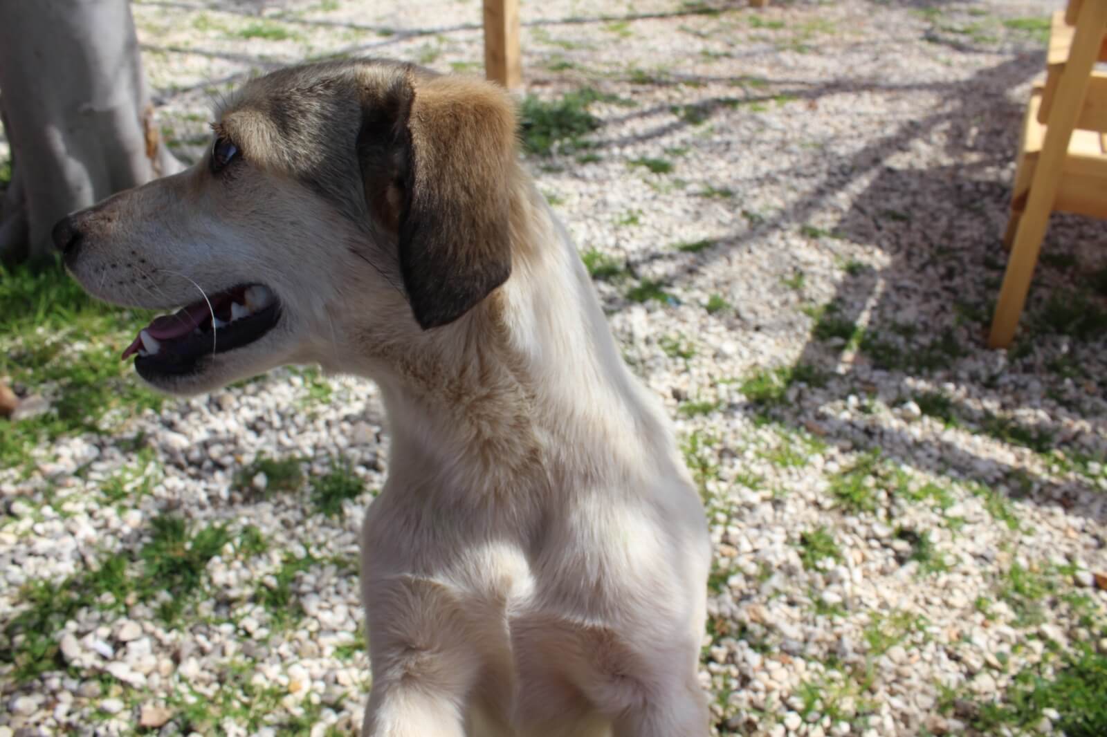Kanlıdivane Köpek