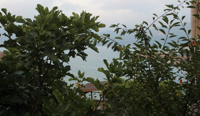 Öykü: Bahçe
