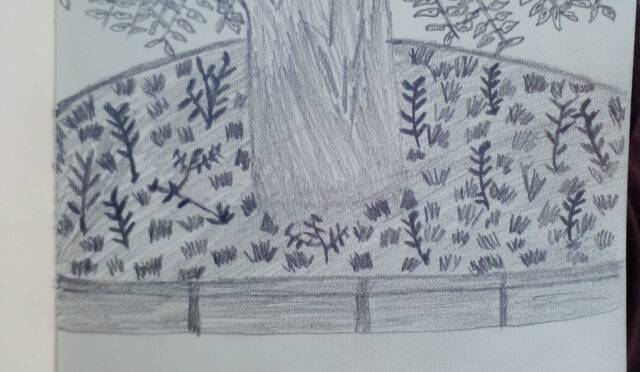 Ağacın Gölgesinde