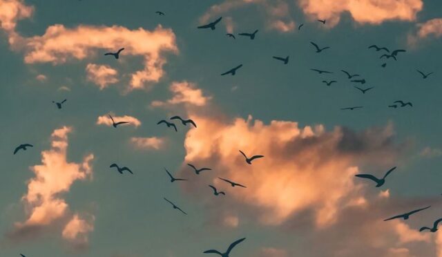 16621849951725626034