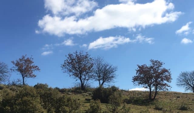 Erguvan ve Eflatun ve Ayzıt